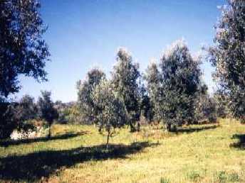 Olive grove in Tuscany. Picture: Helga Willer