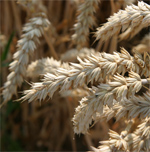 grains. Picture: JRC