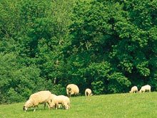 Soil Assocation: Farm Scene.