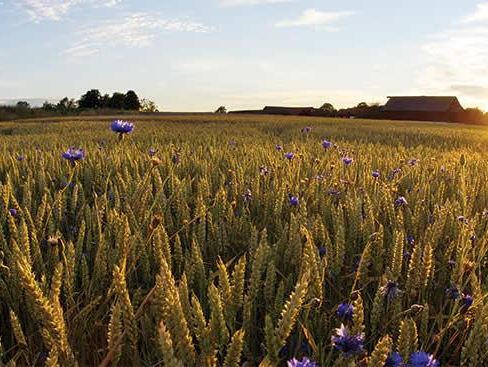 Corn field in Sweden