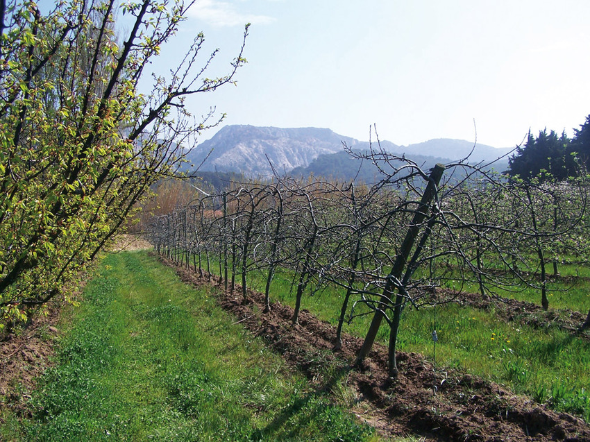 Organic orchards in France